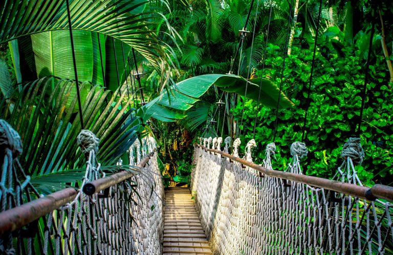 suspension-bridge-959853_1920
